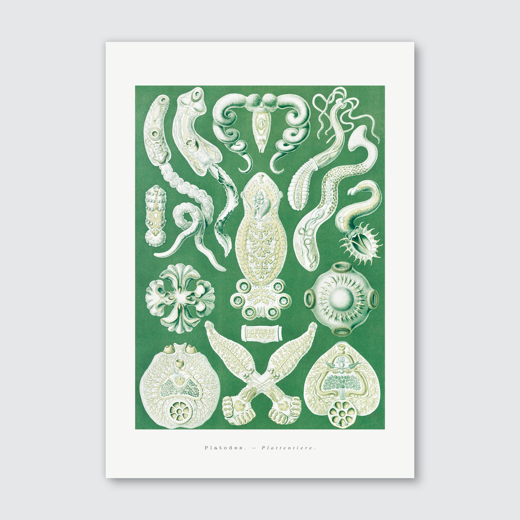 A vintage illustration of various flatworms with ribbon-like bodies, rendered in muted olives, earthy reds, and glimmers of teal on a green background.