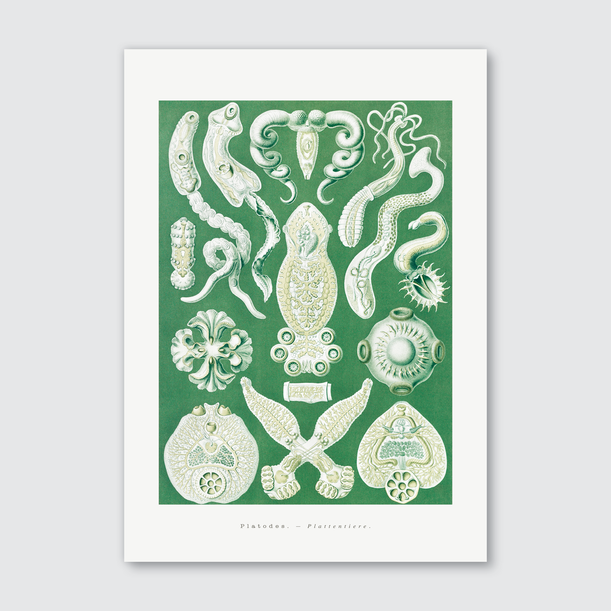 A vintage illustration of various flatworms with ribbon-like bodies, rendered in muted olives, earthy reds, and glimmers of teal on a green background.