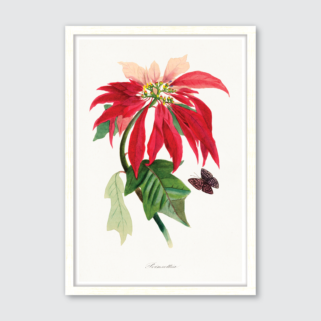 Poinsettia Flower