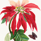 Poinsettia Flower