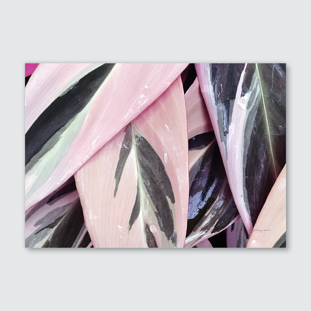 Close-up photograph of a prayer plant with bold, striking patterns in soft, powdery pinks and greens.