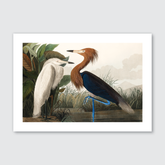 Purple Heron