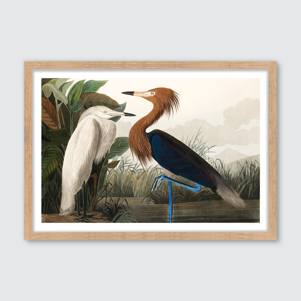 Purple Heron