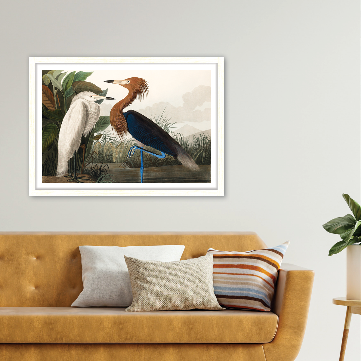 Purple Heron