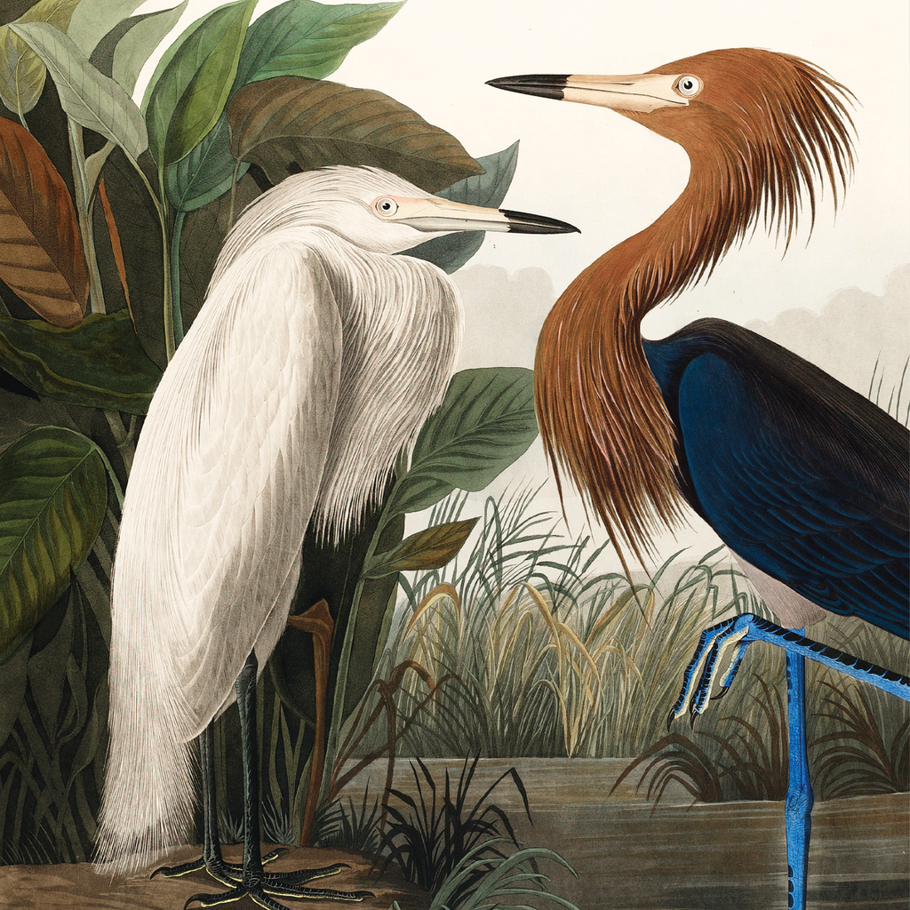 Purple Heron