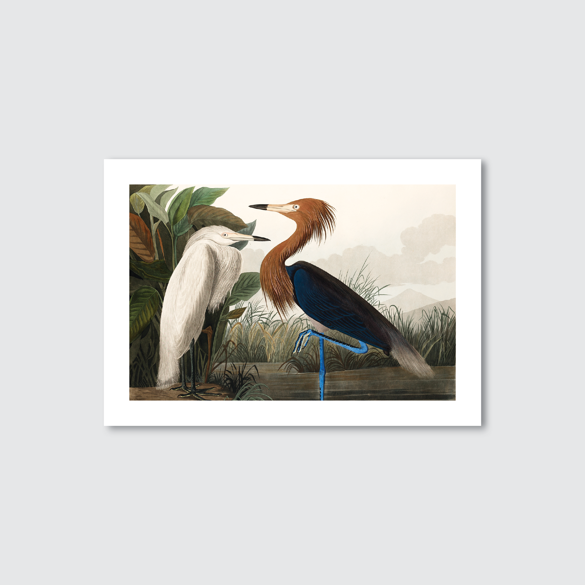 A vintage illustration of a purple heron and a white heron standing in a marshy environment, part of the 'Birds of America' series by John James Audubon.