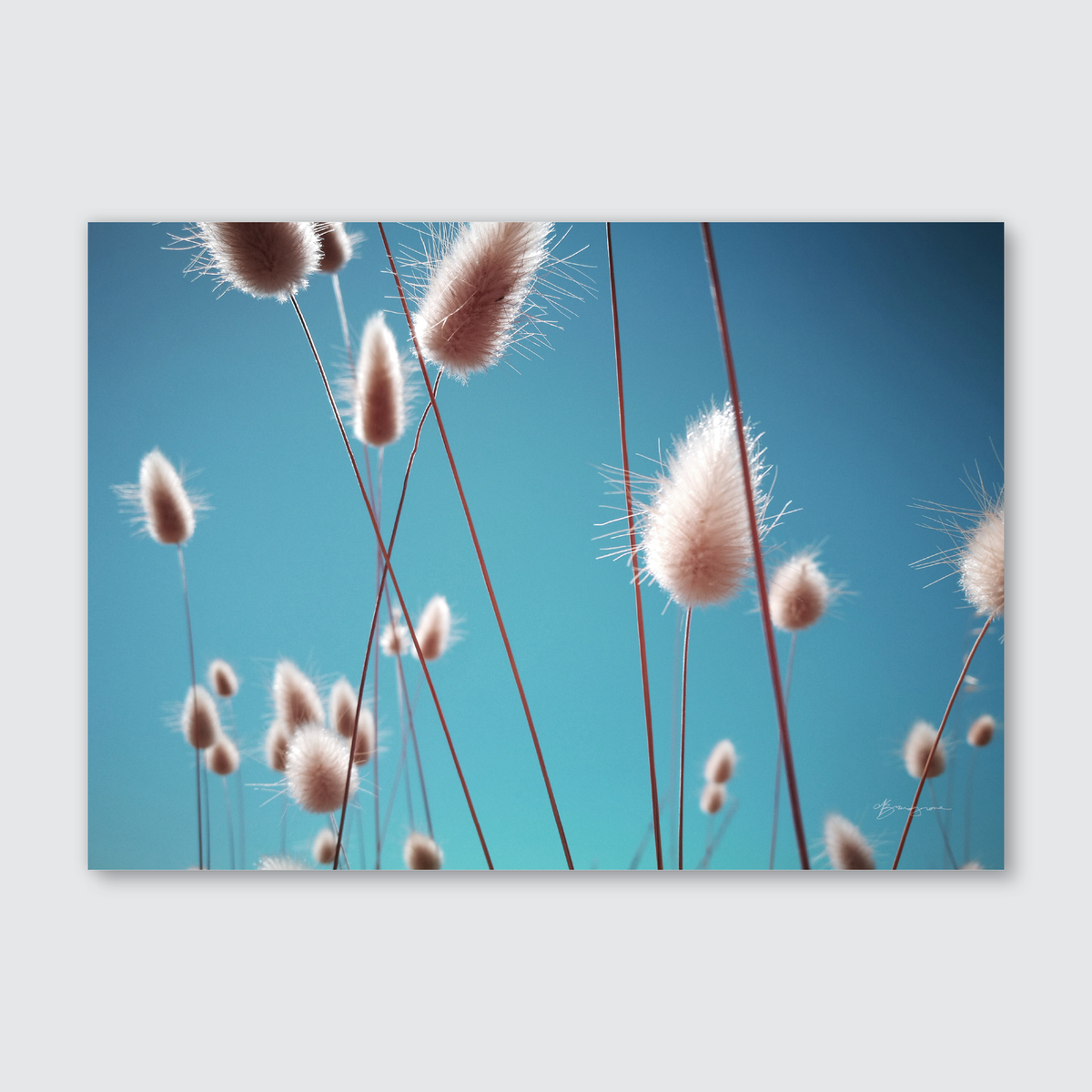 New Zealand beachy rabbit tales plants with bright blue background of sky.