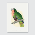 A vibrant illustration print of a Red-Throated Amazon bird with green feathers and a red throat, perched on a branch.