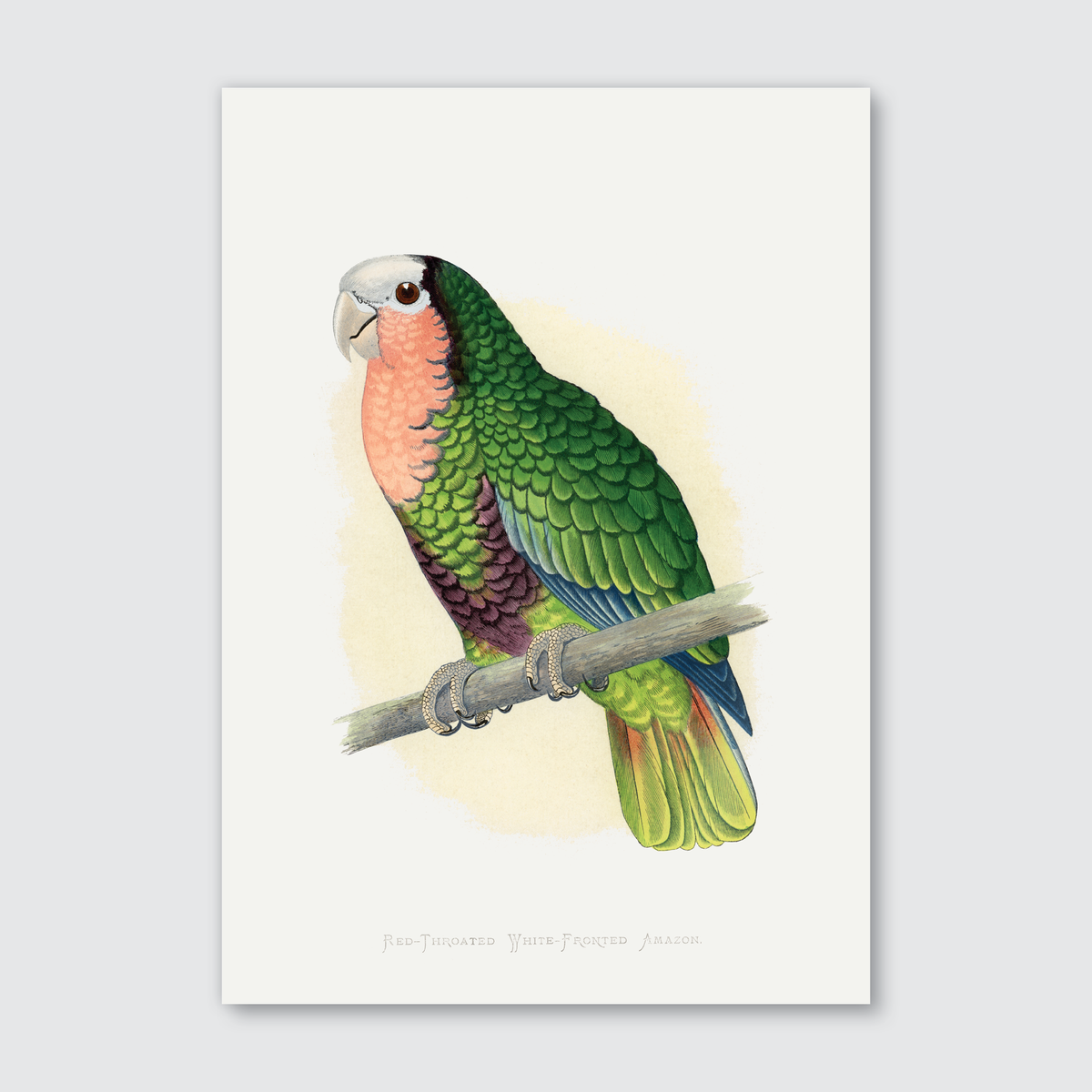 A vibrant illustration print of a Red-Throated Amazon bird with green feathers and a red throat, perched on a branch.