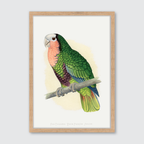 Red-Throated Amazon