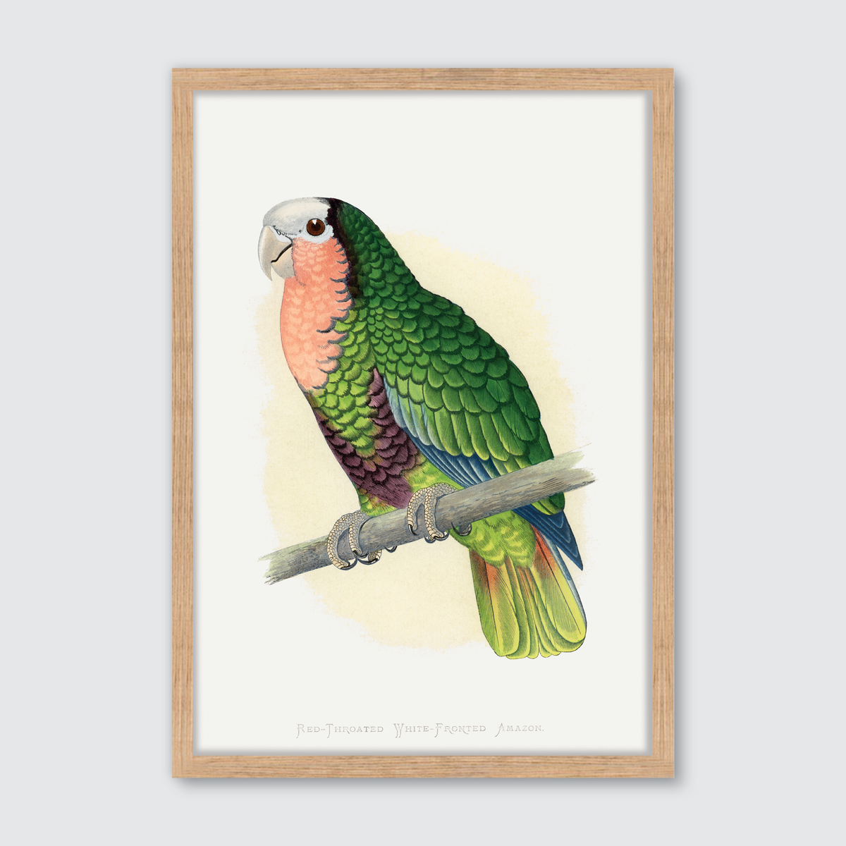 Red-Throated Amazon