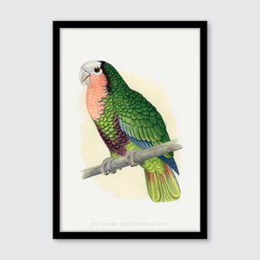 Red-Throated Amazon