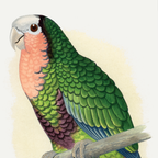 Red-Throated Amazon
