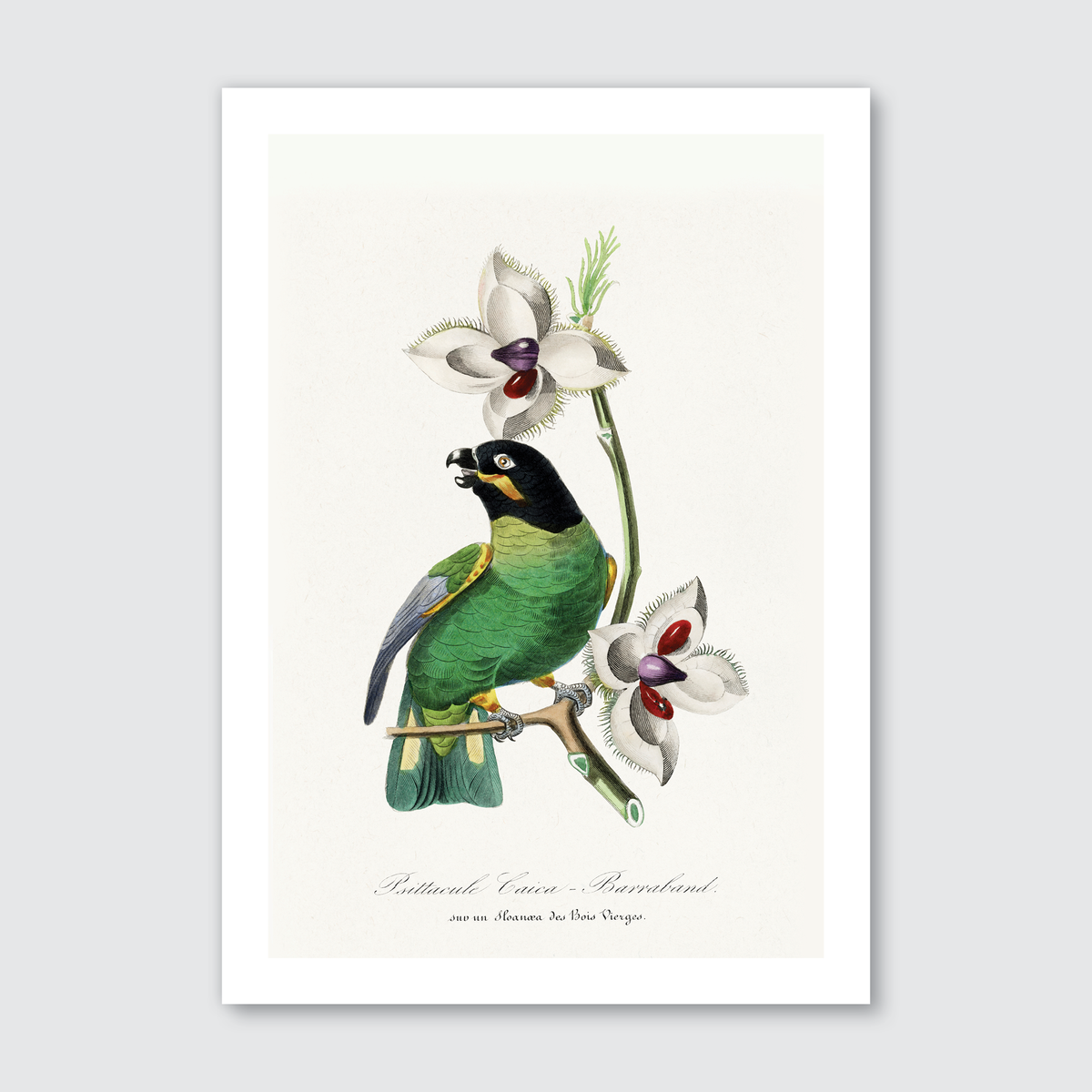 Rose Ringed Parakeet