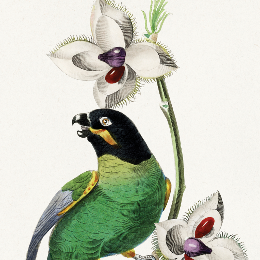 Rose Ringed Parakeet