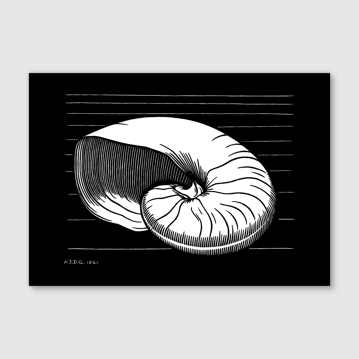 A black and white woodcut print of a shell, with fine lines and a monochrome color scheme.