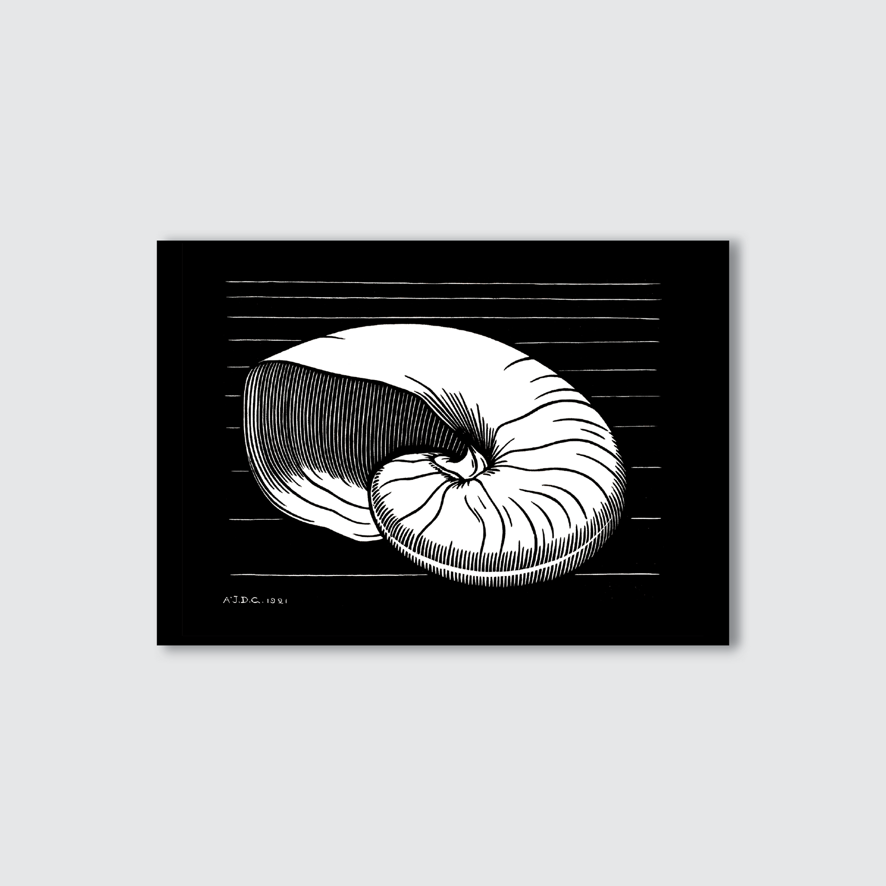 A black and white woodcut print of a shell, with fine lines and a monochrome color scheme.