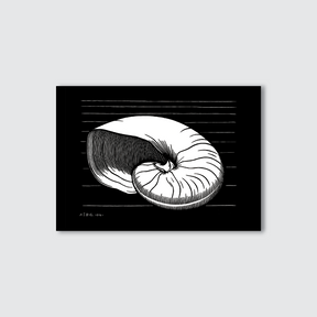 A black and white woodcut print of a shell, with fine lines and a monochrome color scheme.
