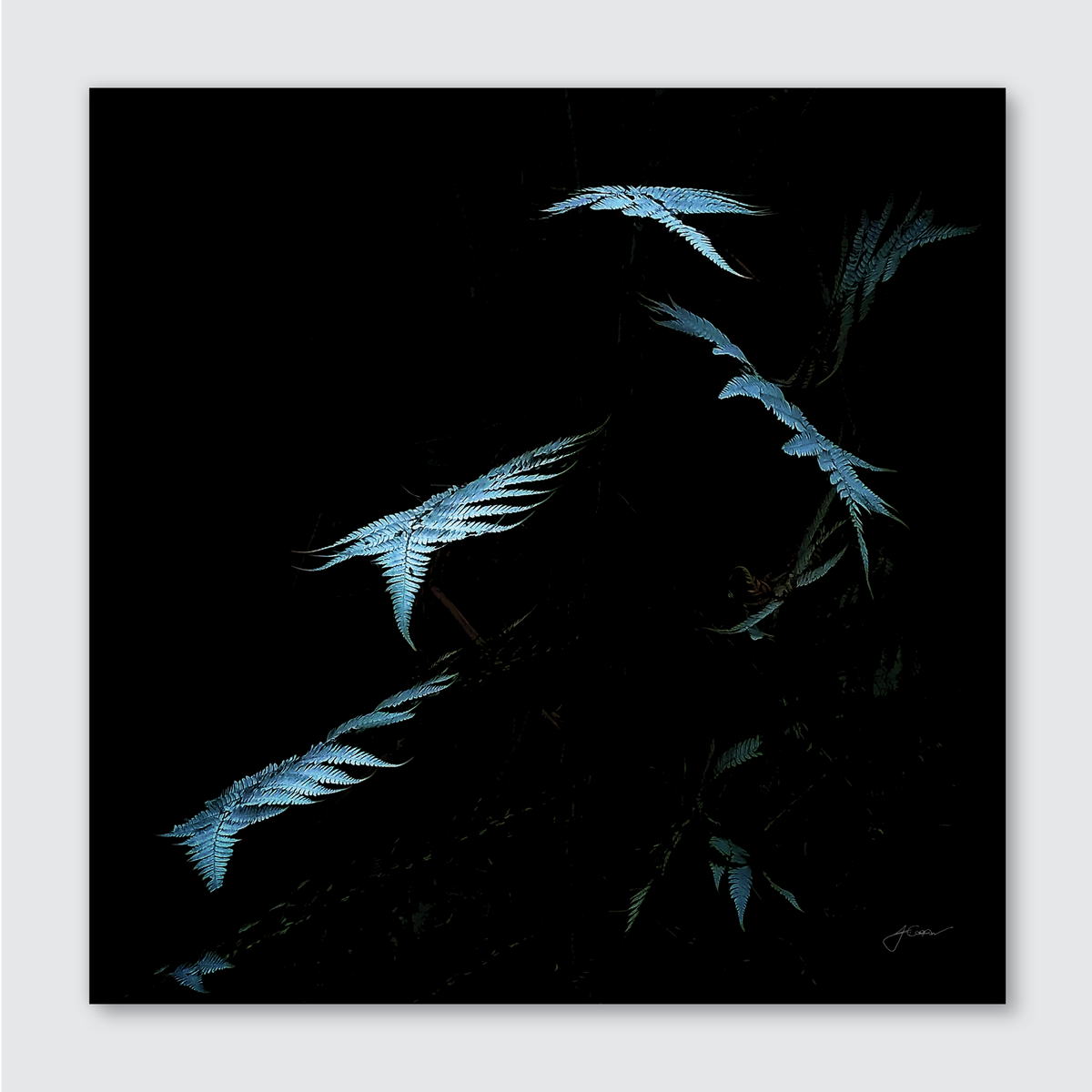 A photograph of silver fern leaves against a dark background, with a ethereal silver glow highlighting their delicate patterns.
