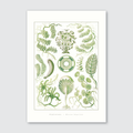 A vibrant and detailed vintage illustration of various species of algae, with shades of green and yellow, from Ernst Haeckel’s Kunstformen der Natur.