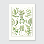 A vibrant and detailed vintage illustration of various species of algae, with shades of green and yellow, from Ernst Haeckel’s Kunstformen der Natur.