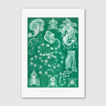 A print of siphonophores, featuring delicate, translucent forms in shades of blue, white, and violet, after Ernst Haeckel's illustration.