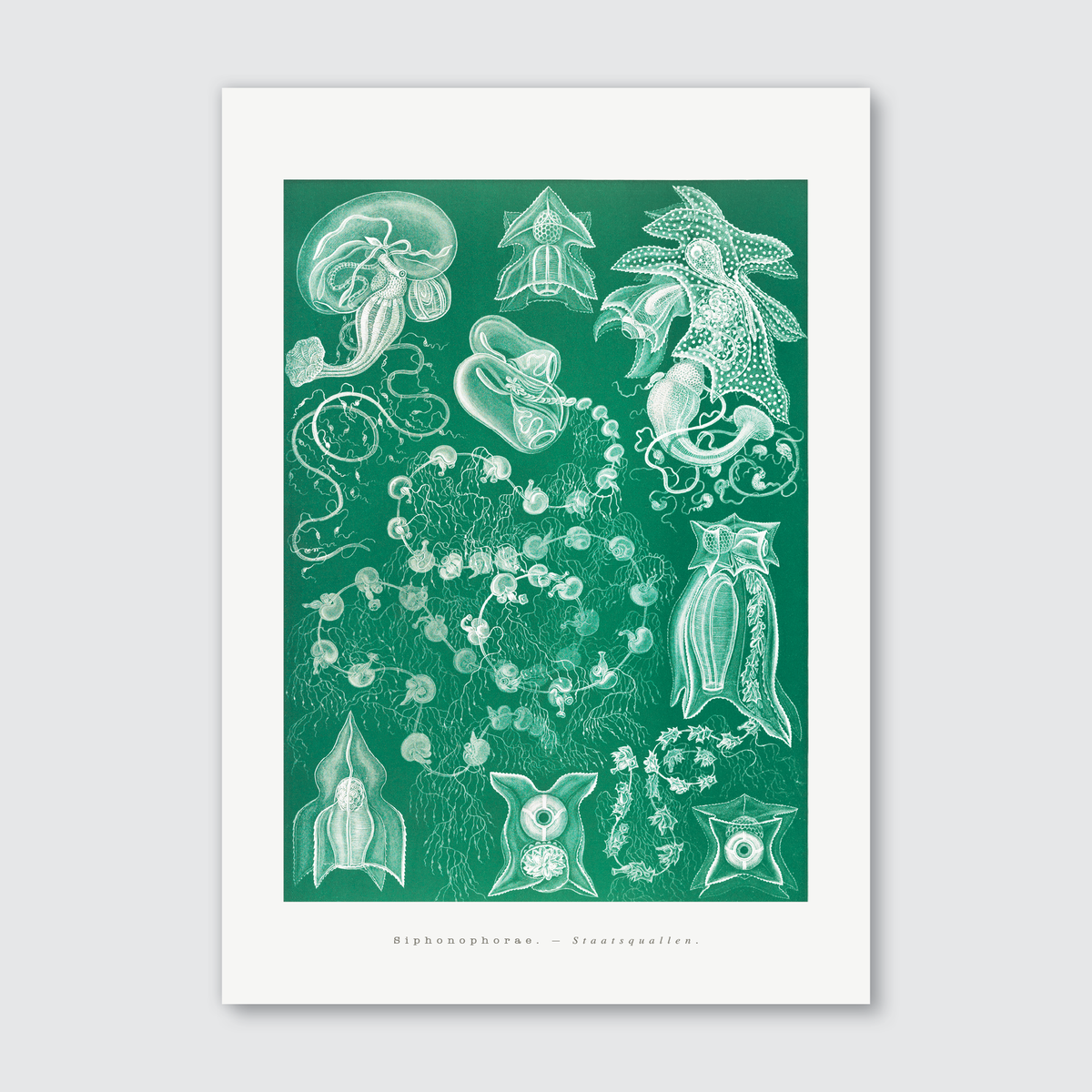 A print of siphonophores, featuring delicate, translucent forms in shades of blue, white, and violet, after Ernst Haeckel's illustration.