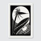 Strelitzia Overblown (1934)