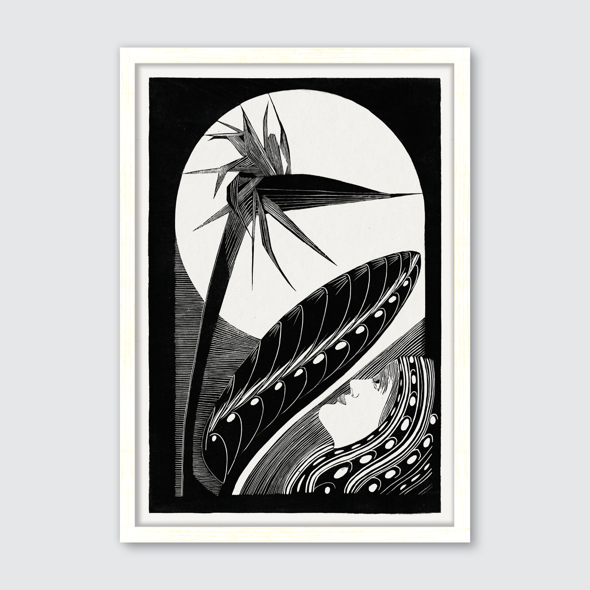 Strelitzia Overblown (1934)