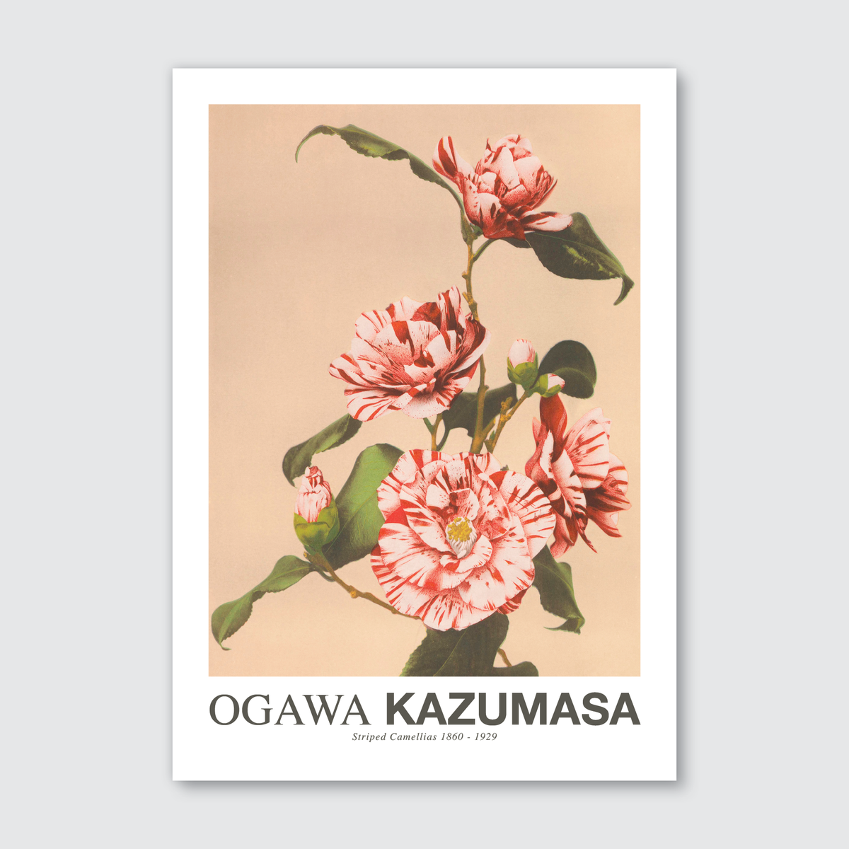 Striped Camellias