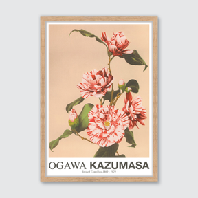 Striped Camellias