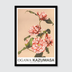 Striped Camellias