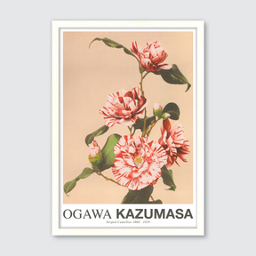 Striped Camellias