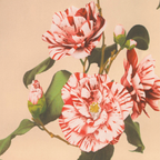 Striped Camellias