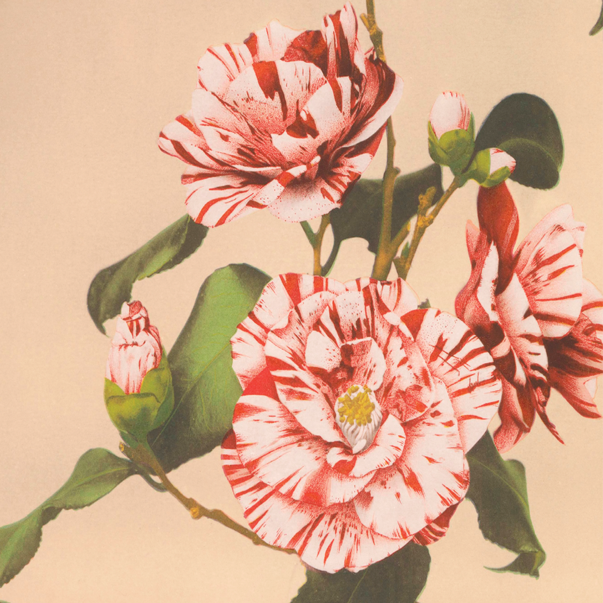 Striped Camellias