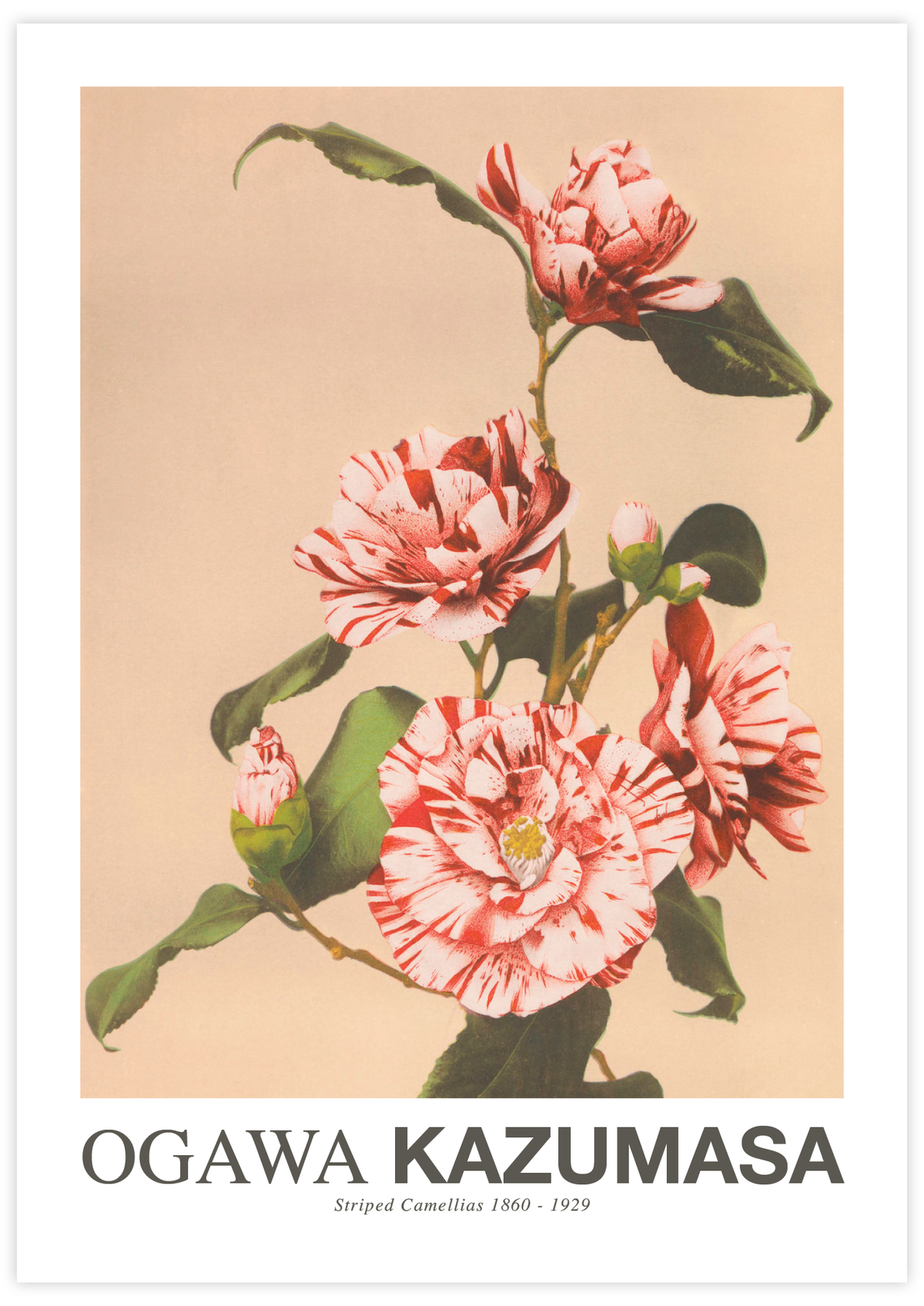Striped Camellias