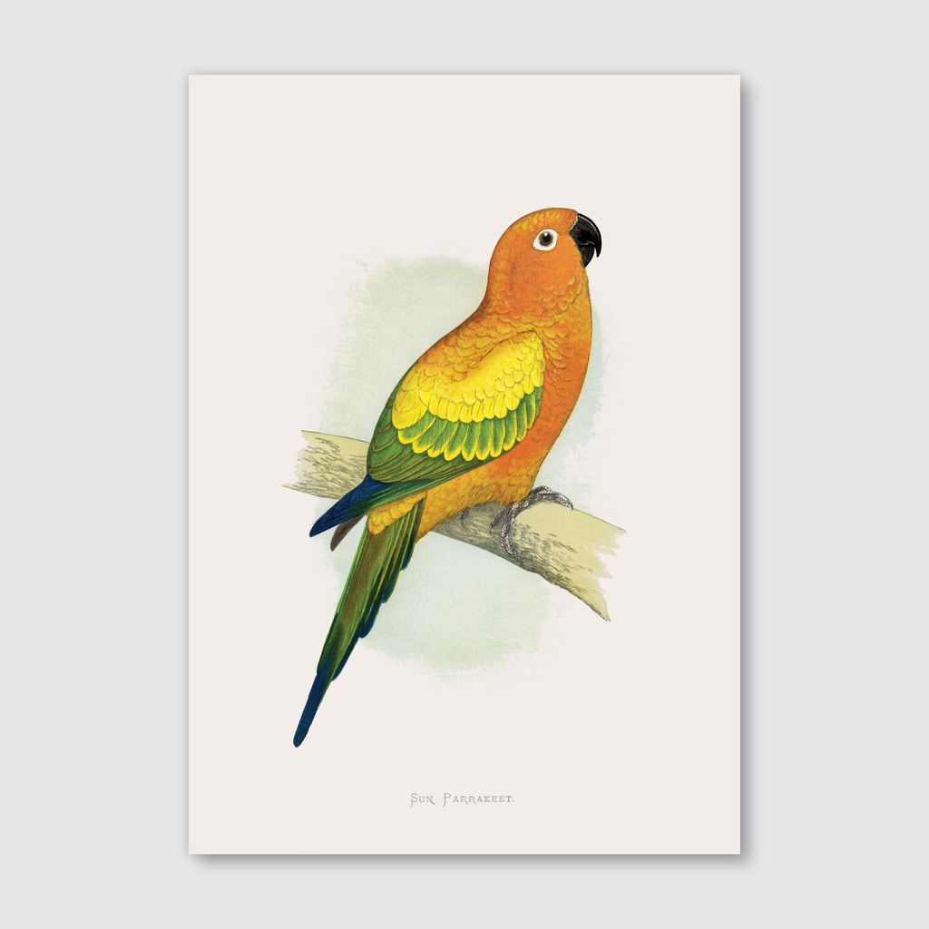 A vibrant illustration of a Sun Parrakeet with a mix of orange, yellow, and green colors against a white background.