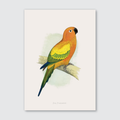 A vibrant illustration of a Sun Parrakeet with a mix of orange, yellow, and green colors against a white background.