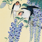 Swallows & Wisteria
