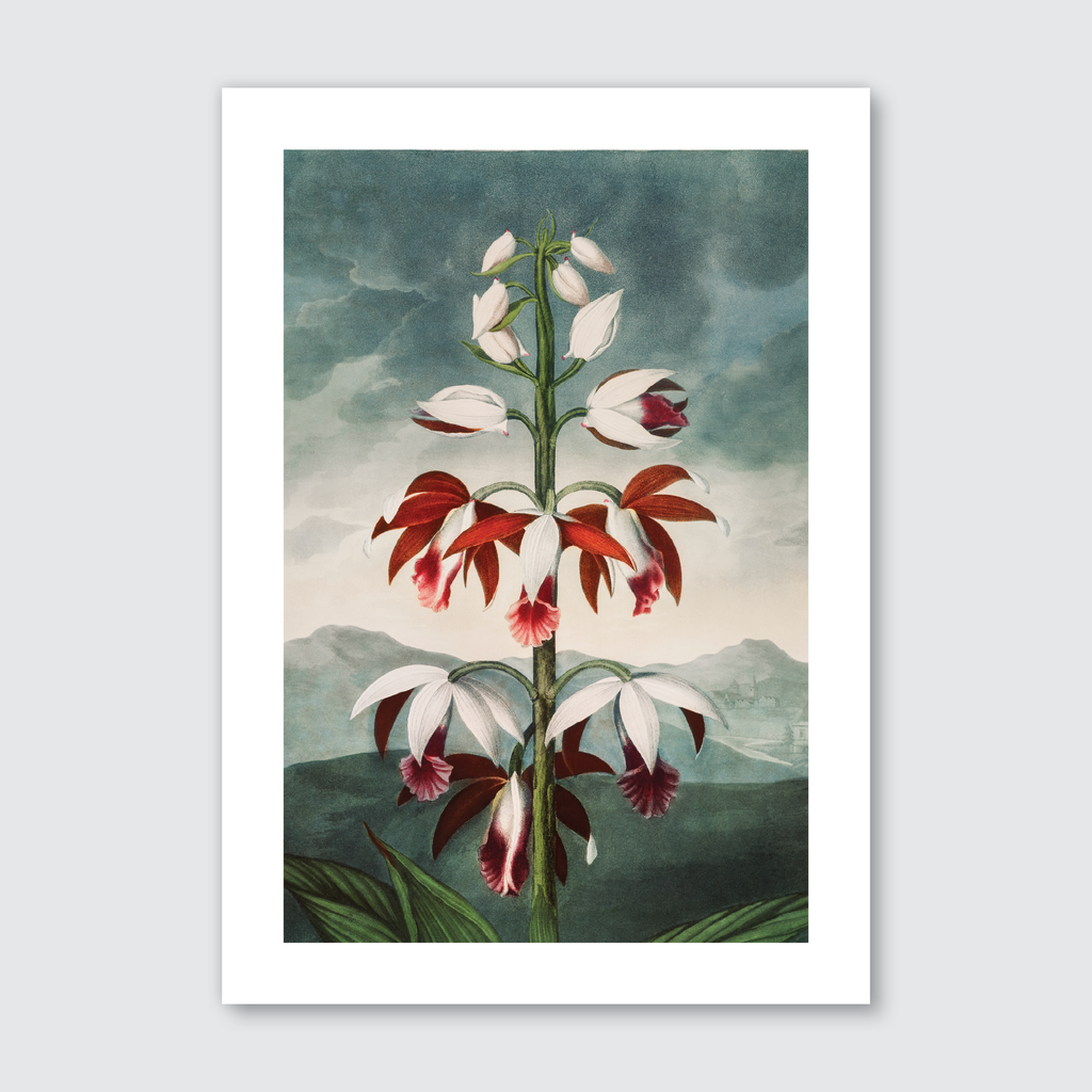 Chinese Limodoron (1807)