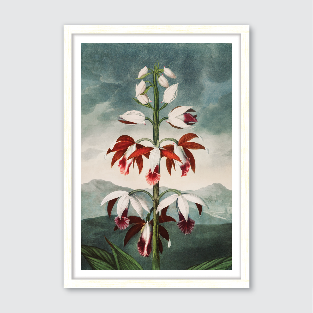 Chinese Limodoron (1807)
