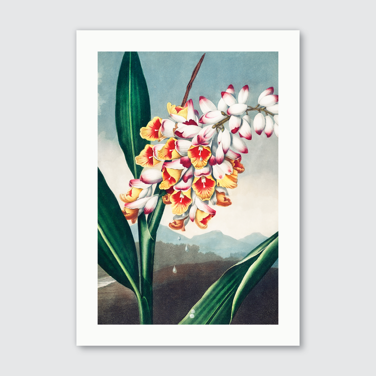 Nodding Renealmia (1807)