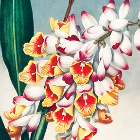 Nodding Renealmia (1807)