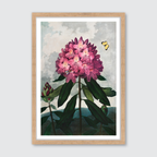 Pontic Rhododendron (1807)