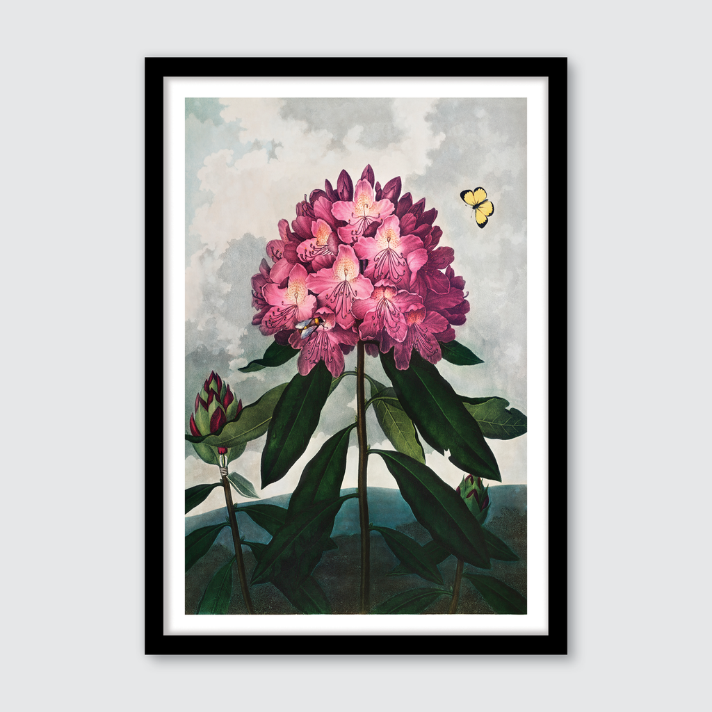 Pontic Rhododendron (1807)