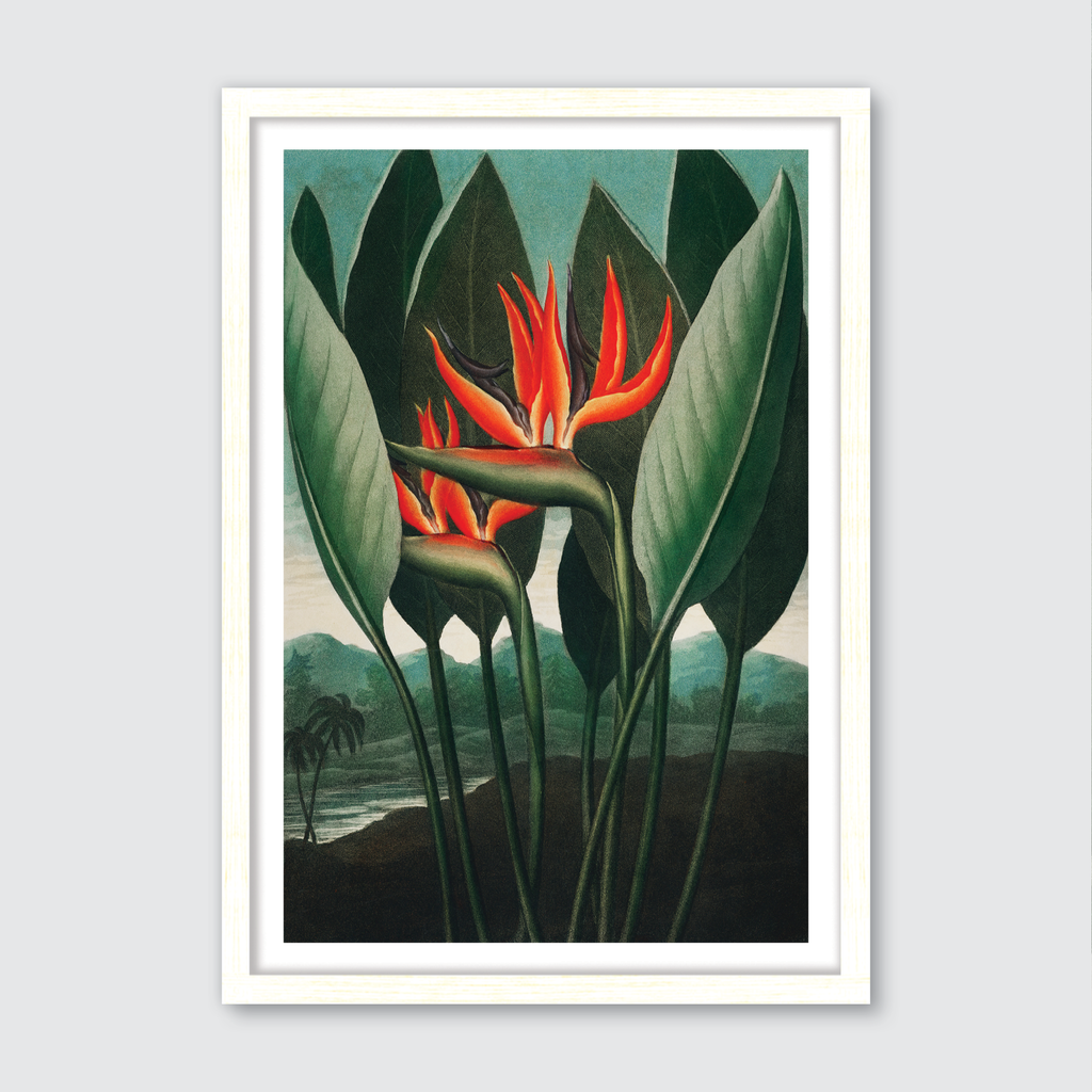 Queen Plant (1807)
