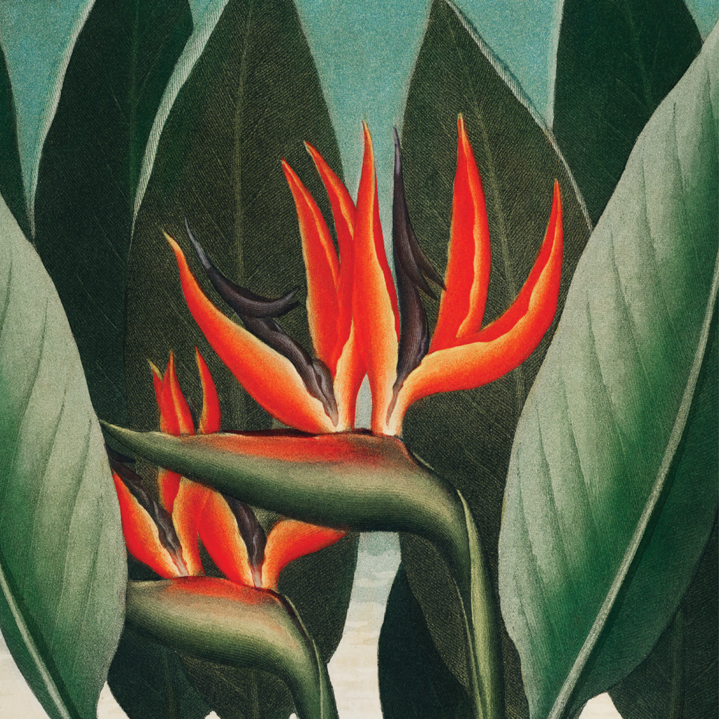 Queen Plant (1807)