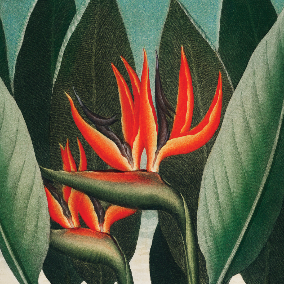 Queen Plant (1807)