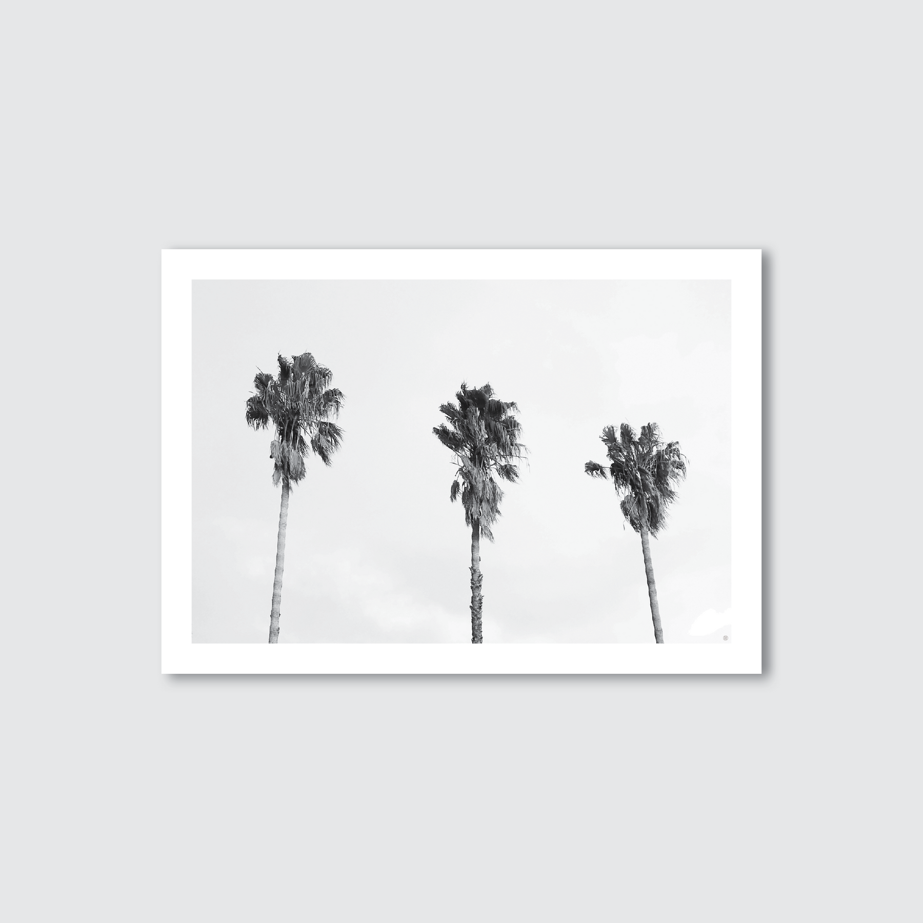 A black and white photograph of three palm trees captured in a minimalistic style with a white background.
