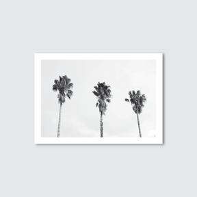 A black and white photograph of three palm trees captured in a minimalistic style with a white background.